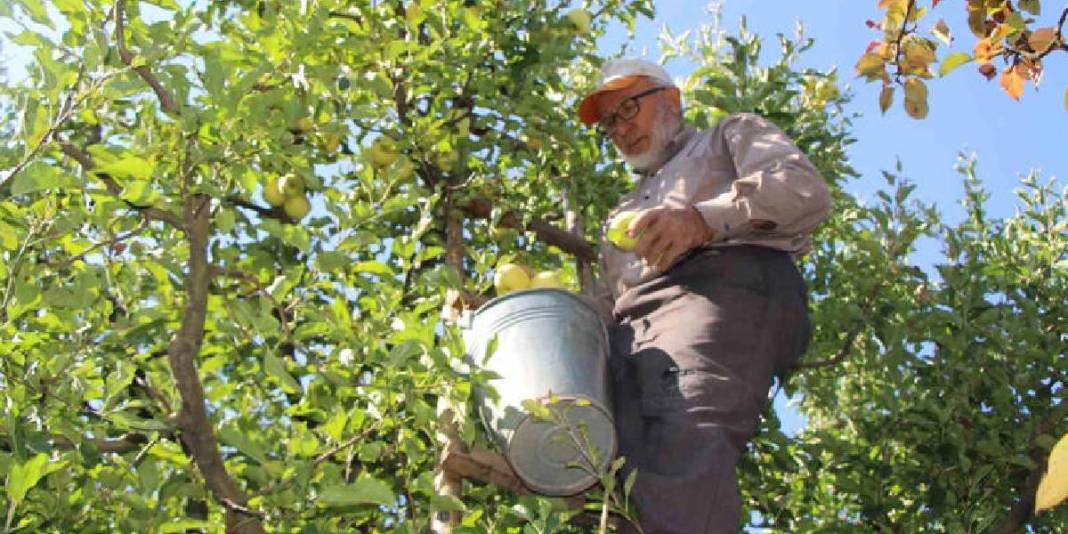 Bu sefer bereketli hasat yok: Zirai don vurdu, ağaçlar meyve vermedi! 6